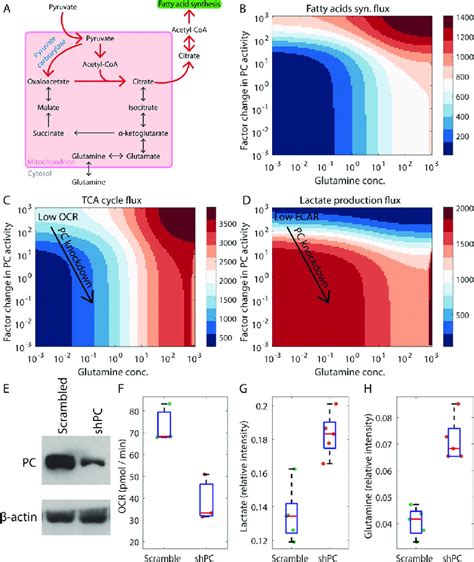 Pyruvate carboxylase (PC)-dependent anaplerosis under low glutamine... | Download Scientific Diagram