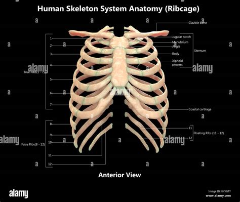 Human Anatomy Ribs Pictures : Rotation of 3D skeleton.ribs,chest ...