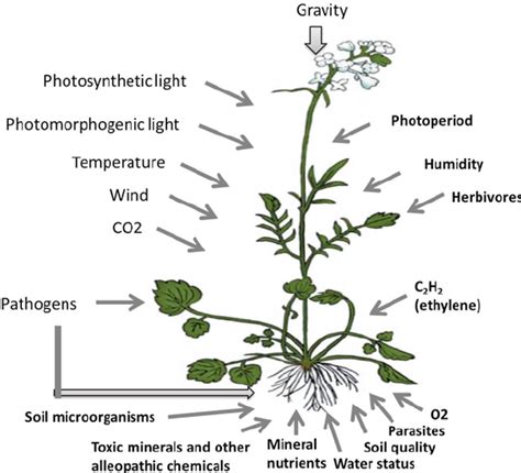 1 External signals that affect plant growth and development include ...