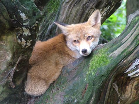 European Red Fox at Opel-Zoo Kronberg, 30/08/10 - ZooChat