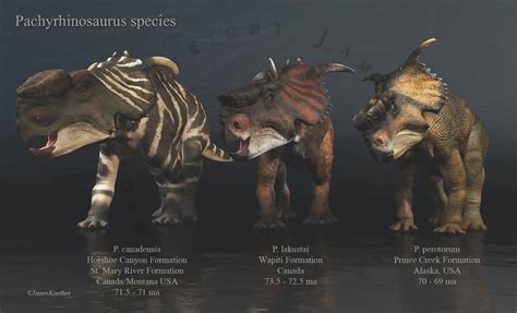 Pachyrhinosaurus species by PaleoGuy on DeviantArt