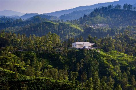 Brewing Enchantment - Ceylon Tea