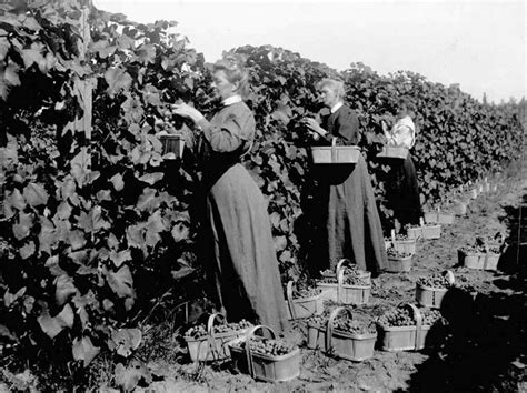 A History on Canadian Wine Making | Wine History