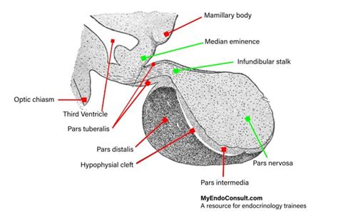 Acarbose Mechanism Of Action - My Endo Consult