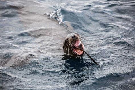 The predator has turned into prey! Hungry sea lion dined on shark - Pictolic