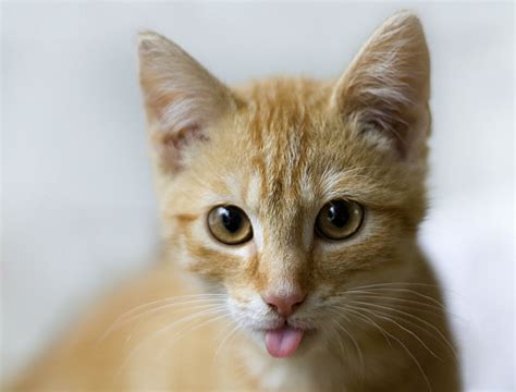 My Cat Sticking Out His Tonguein funny Cats picture ~ Funny Rush