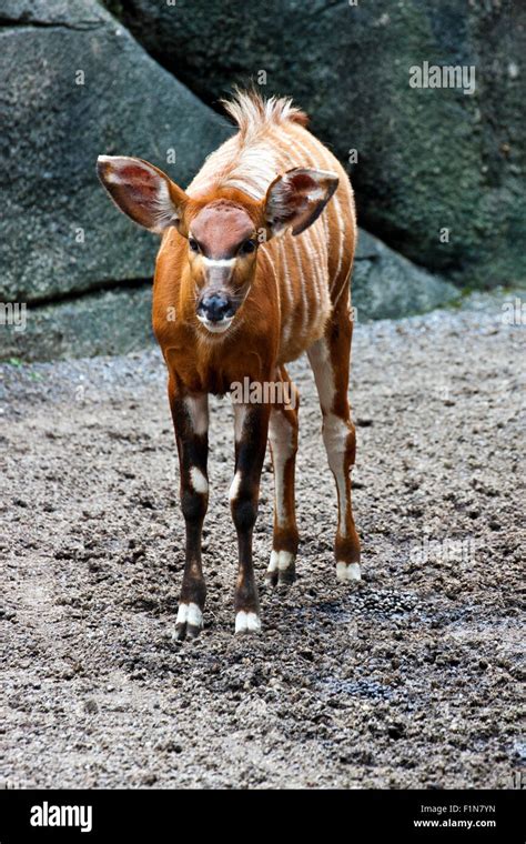 Bongo antelope herd hi-res stock photography and images - Alamy