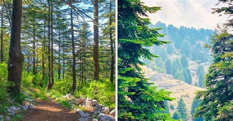 10+ Incredible Forest Walks In Lebanon You Must Add To Your Bucket List!