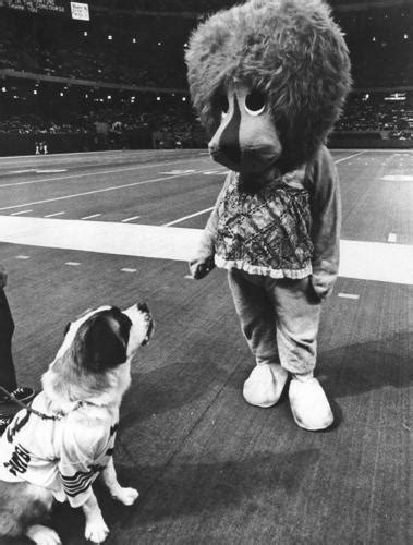 Gumbo rah-rah: How a St. Bernard dog became the New Orleans Saints ...