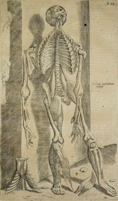 Andrea Vesalio - The Human Body - De Humani Corporis Fabrica- by Andrea Vesalio - 1642 For Sale ...