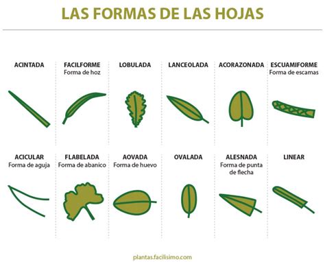 Nombres de hojas de plantas | Formas de las hojas, Herbario de hojas, Hojas