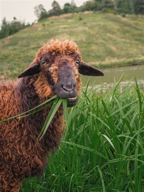 Close-Up Shot of a Brown Sheep Eating Grass · Free Stock Photo