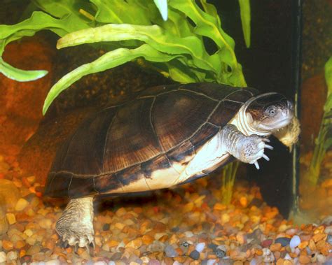 how long do african sideneck turtles live - harbor-breeze-replacement-fan-switch