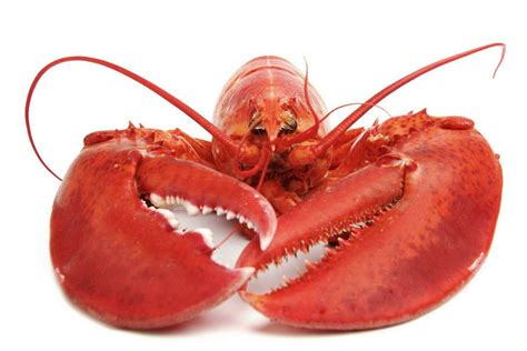 * Live Hard Shell Lobsters, Run 1.25 Pounds Or Up, Wild Caught