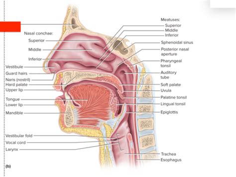 Posterior Nasal Aperture