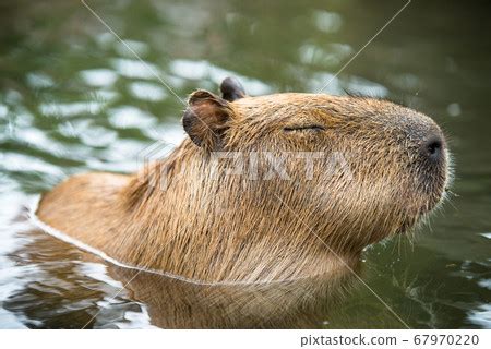 Capybara is in the water - Stock Photo [67970220] - PIXTA