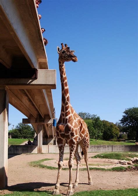 giraffe at the Abilene Zoo | in Abilene, Texas | Charles Shelton | Flickr