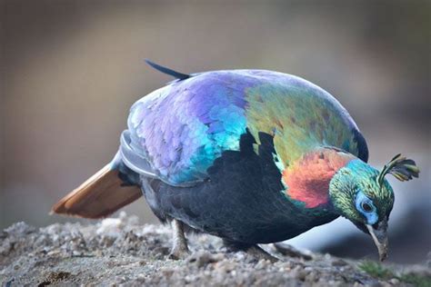 Himalayan Monal | Colorful birds, Bird feathers, Bird