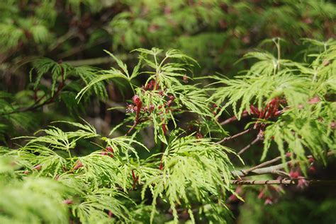 Acer palmatum 'Seiryu' – Nurseries Caroliniana