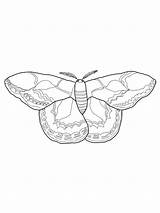 Moth Coloring Page At GetColoringscom  Free Printable Colorings Pages sketch template