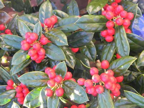 Ilex cornuta 'Burfordii' (Burford Chinese Holly, Burford Holly) | North ...