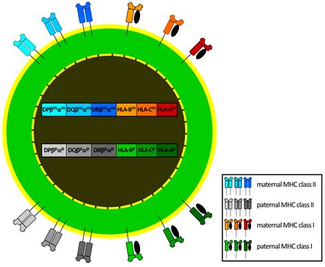 Major Histocompatibility Complex (MHC) Proteins – Introductory Biology: Evolutionary and ...