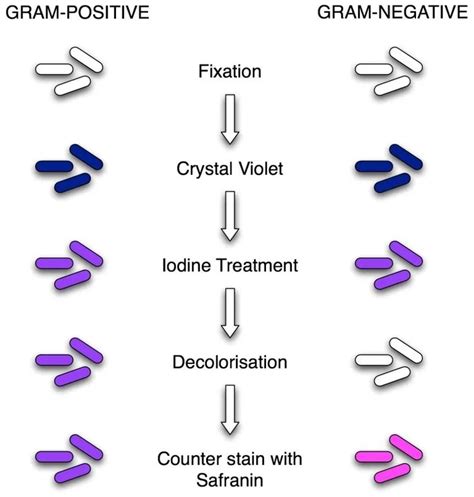 Gram Staining: Principle, Procedure and Results - Learn Microbiology Online | Medical laboratory ...