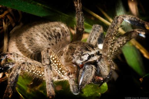 Brown Huntsman Spider