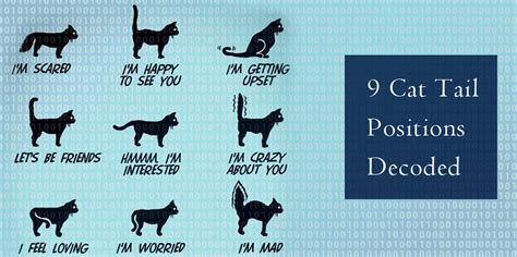 9 Cat Tail Positions Decoded | DiscountPetCare