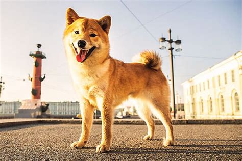 Why Do Shiba Inus Smile? - My First Shiba Inu