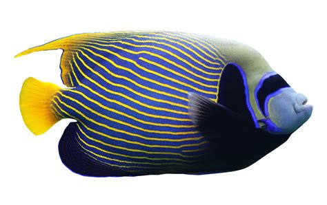 Angelfish PNG Image - PurePNG | Free transparent CC0 PNG Image Library