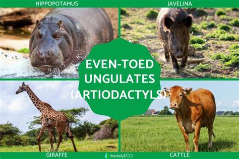 What Are Even-Toed Ungulates? - Artiodactyls Characteristics and Examples