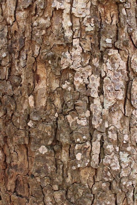 natural dry tree bark 10098017 Stock Photo at Vecteezy