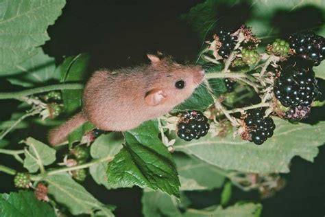 Papers and publications on hazel dormice conservation