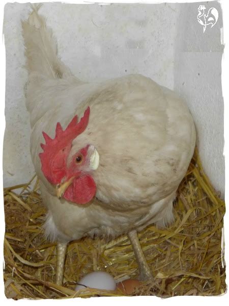 The Leghorn, or 'Livorno', chicken breed: is it right for you?