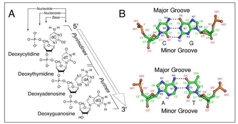 DNA Structure: Alphabet Soup for the Cellular Soul | IntechOpen