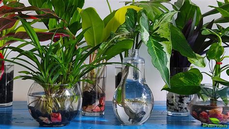 10 Amazing Indoor Plants That Grow Only In Water without much maintenance-Water Garden//GREEN ...