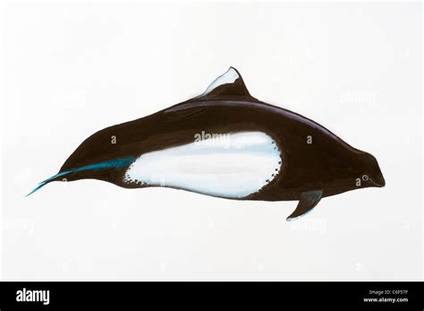 Dall's porpoise Phocoenoides dalli, Mammalia, Cetacea Stock Photo - Alamy