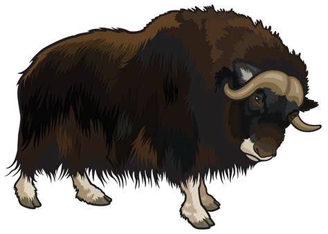 Buffalo PNG Clipart - Best WEB Clipart