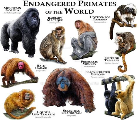 Endangered Primates of the World by rogerdhall on DeviantArt