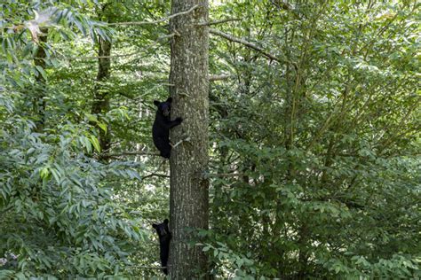 Eagles Nest family has regular (stealthy) guests at their High Country home: bears! | Eagles Nest