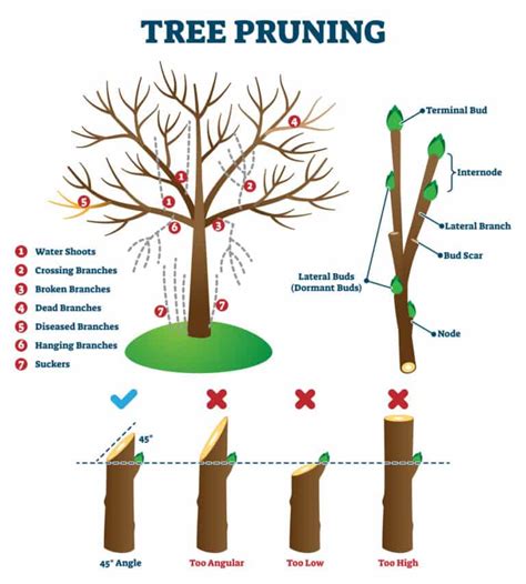 How to Prune a Maple Tree - StumpBustersLLC