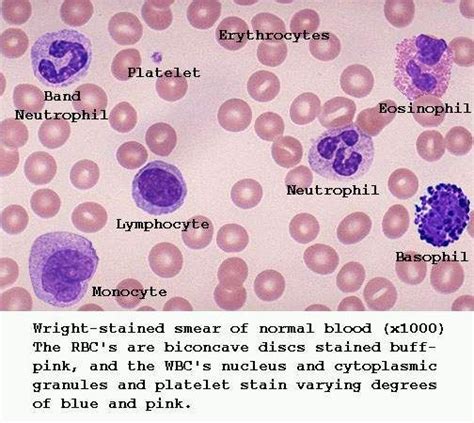 White Blood Cells | Hematology, Medical laboratory, Medical technology