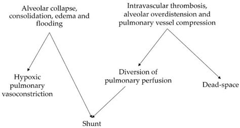 Biology | Free Full-Text | Pathophysiology and Clinical Meaning of ...