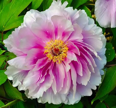 15 Sensational Peony Hybrids | HubPages