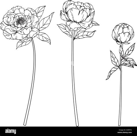 Peony Flower Line Drawing