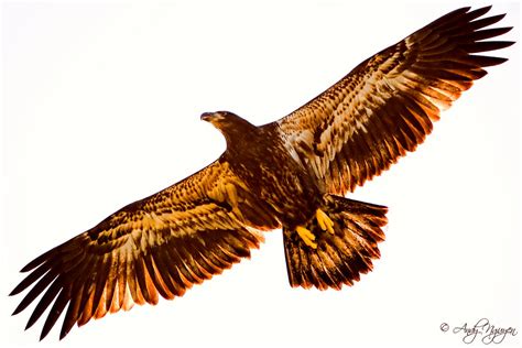 The Golden Eagle | This eagle silhouette was taken at the ex… | Flickr