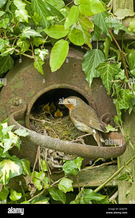 European Robin (Erithacus rubecula) adult, feeding chicks at nest ...