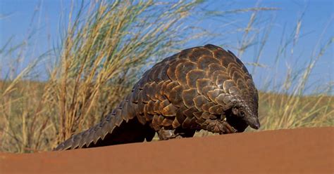 83 Amazing Facts About the Pangolin | Facts.net