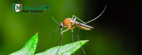 How Do Mosquitoes Breed on Your Property? | Mosquito Control